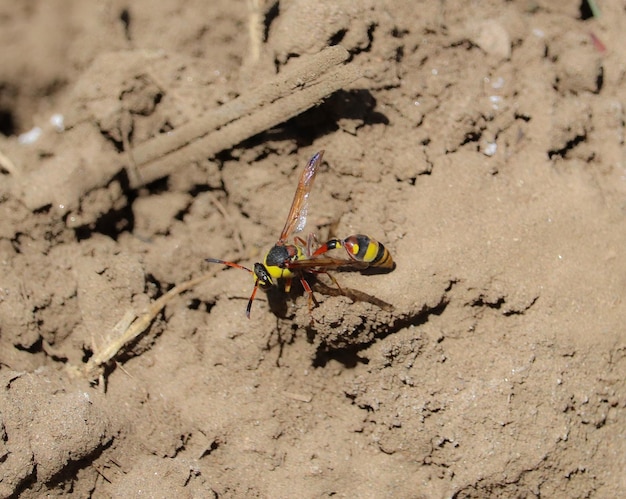 A wasp with yellow stripes on its wings is on a dirt surface.