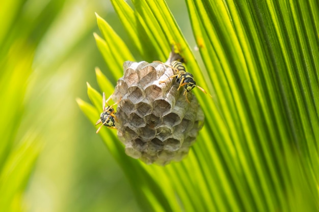 Wasps building a nest in a palm leaf