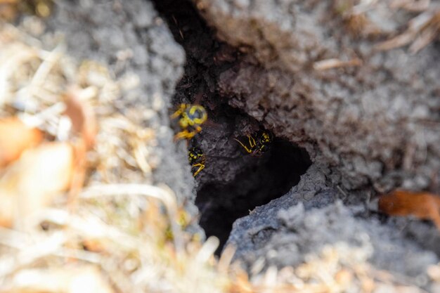 Photo wasps fly into their nest mink with an aspen nest underground