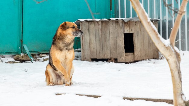 Watchdog near the kennel in the winter sitting in the snow