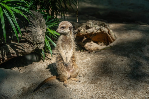 Watchful meerkat standing guard lookout for predators