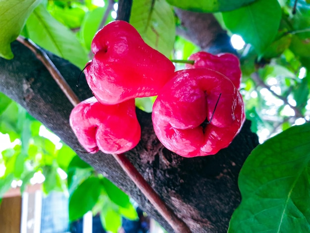 Water apple on the tree