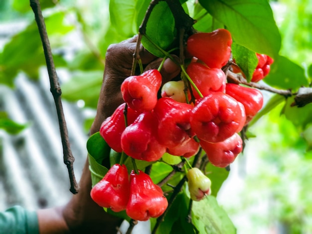 Water apples on the tree