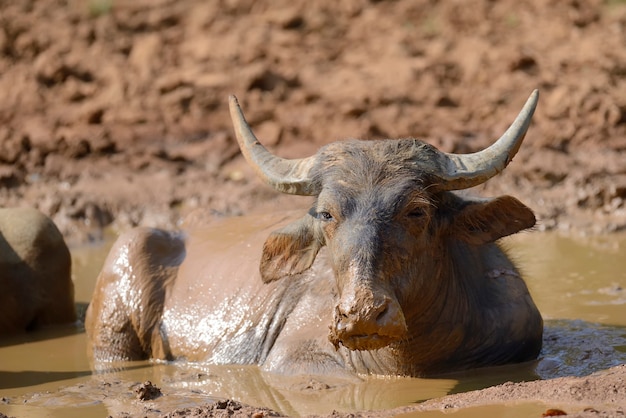 Water buffalo are bathing in a lake in Sri Lanka