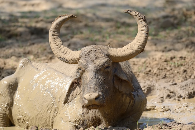 Water buffalo are bathing in a lake