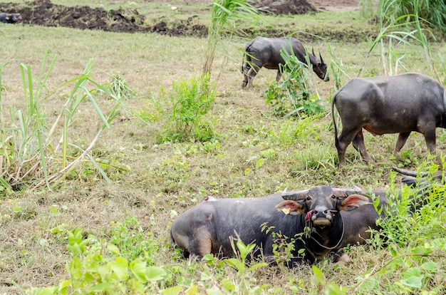 Water buffalo or domestic Asian water buffalo