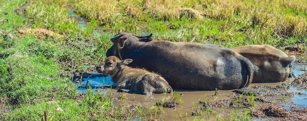 Water Buffalo Family with calf lie on grass graze Together field meadow sun forested mountains background clear blue sky reflection Landscape scenery beauty of nature animals concept summer day