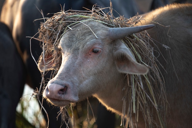 Water buffalo, farm animals