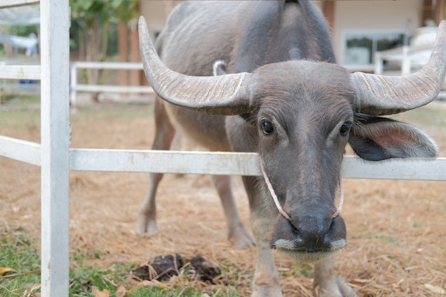 Water buffalo standing in farm 