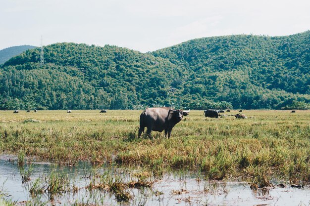 Water Buffalo Standing graze rice grass field meadow sun forested mountains background clear sky Landscape scenery beauty of nature animals concept late summer early autumn day