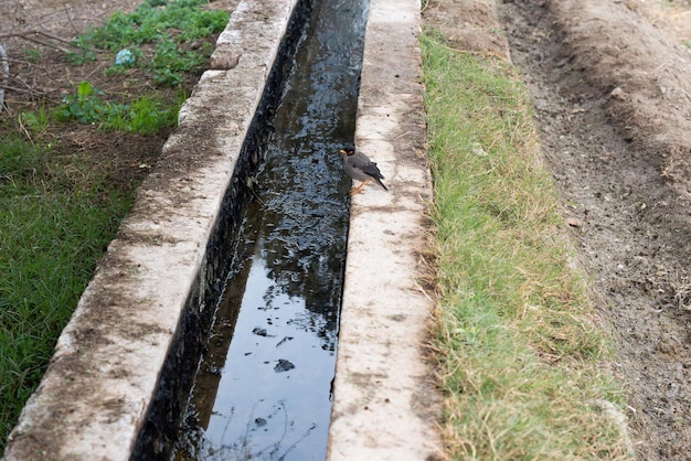 Water canal for crop field irrigation system in the village