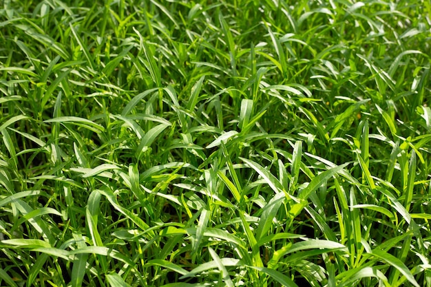 Water convolvulus in vegetable patch