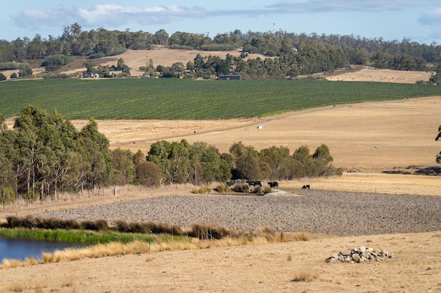 Water dam on a farm in a field surrounded by trees and green grass in australia