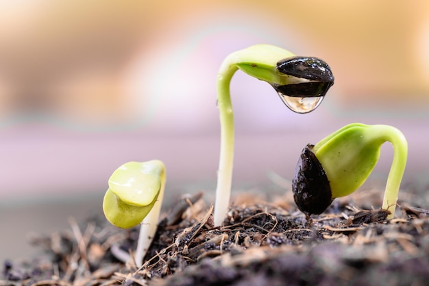 Photo water dripping on the seedling. planting the tree for relax and recreation on spring harvest season at home.