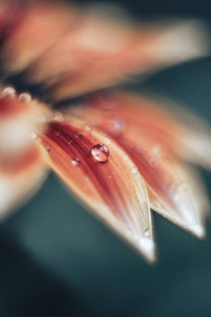 Photo water drop on a flower