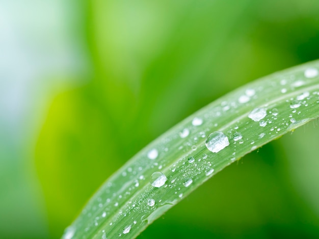 Water drop on grass 