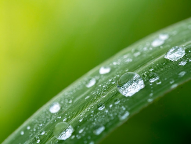 Water drop on grass 