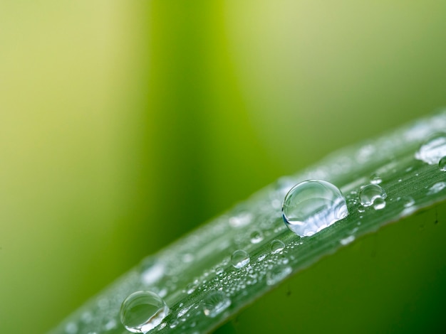 Water drop on grass 