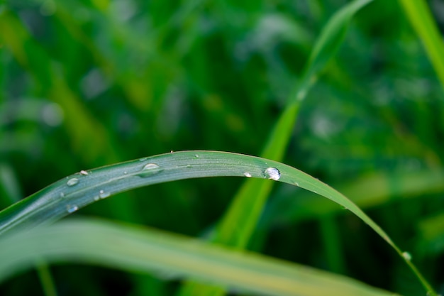 water drop on the green grass