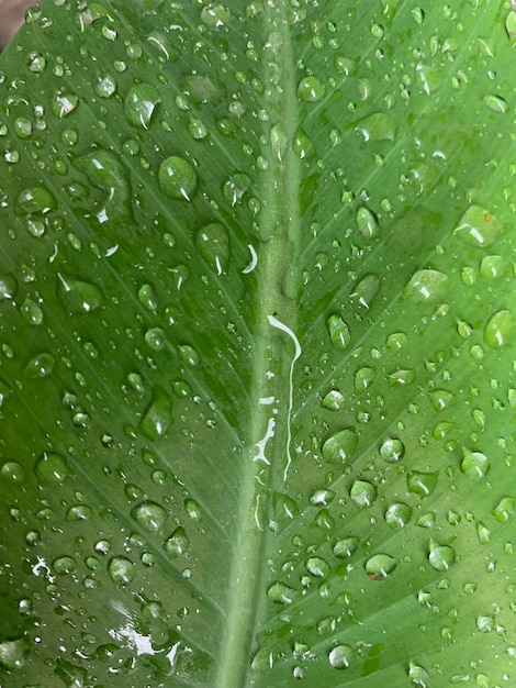 Water drop on green leaf