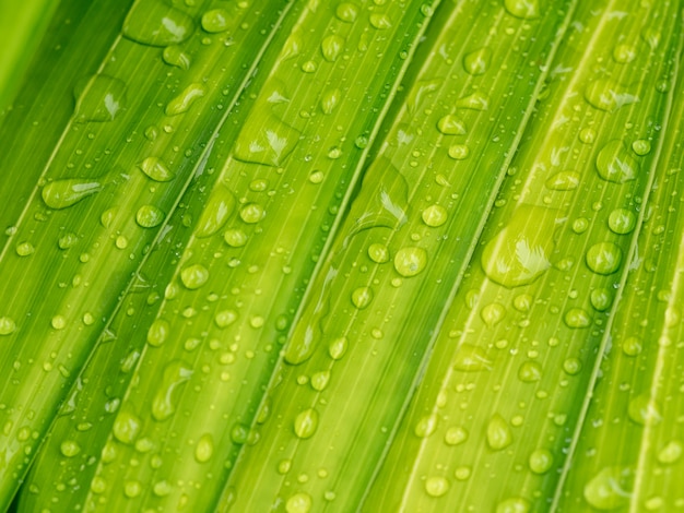 Water drop on green Palm leaf    