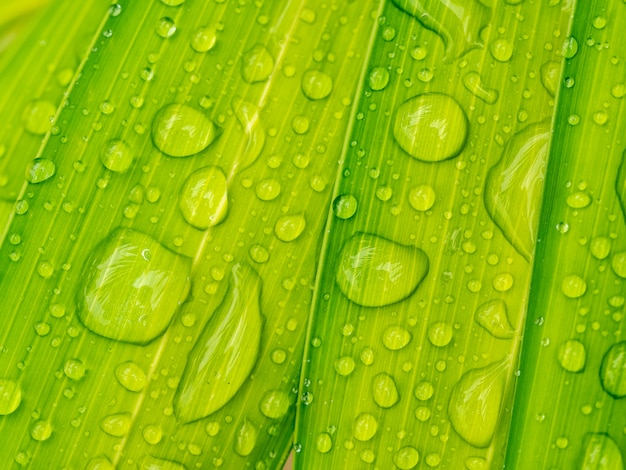 Water drop on green Palm leaf    