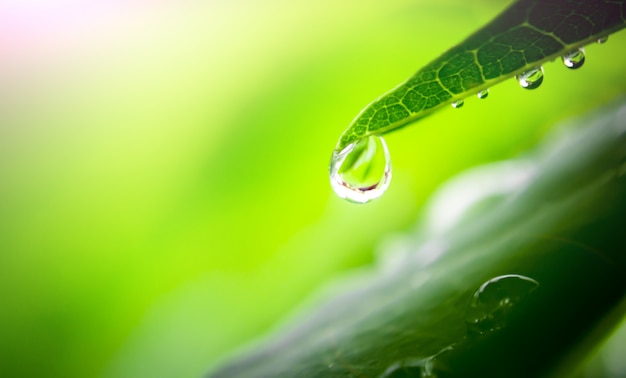 Water drop on leaf