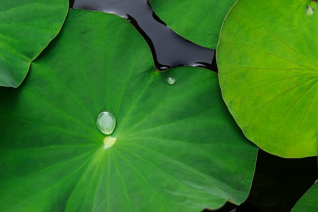 Water drop on Lotus leaf