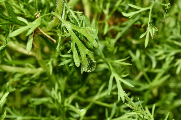 Water drop of morning dew on beautiful plant leaf Macro of rain droplet with nature light reflection Natural pattern background