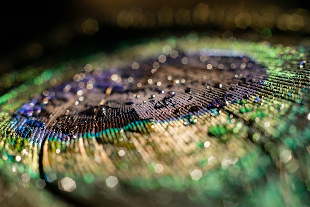 Water drop on peacock feather