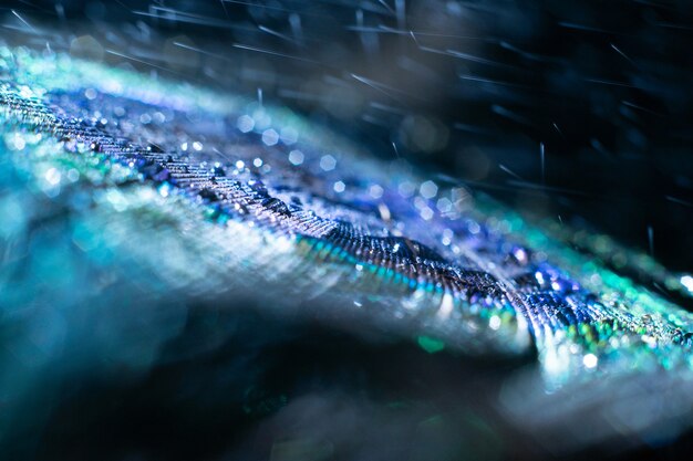 Water drop on peacock feather