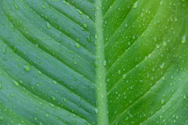 Water drop of water on nature green tropical banana leaf, dew on banana leaf