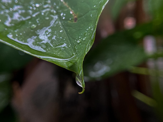 water droplets on beautiful green leaves