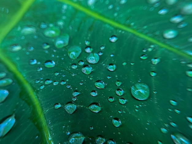 water droplets on beautiful green leaves