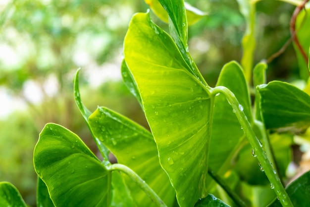 Water droplets on green leaves  
rainy season concept