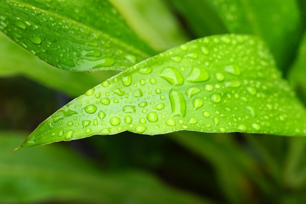 Water droplets on leaves nature background after rain