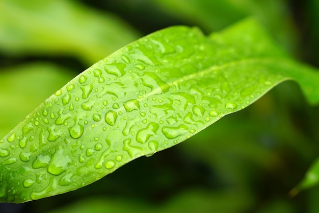 Water droplets on leaves nature background after rain