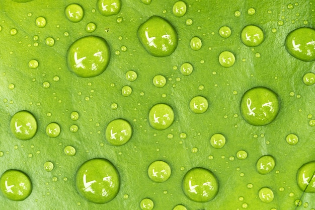 Water droplets on leaves