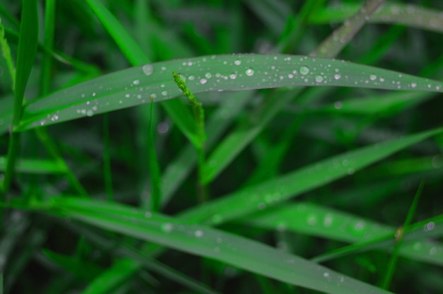 water droplets or morning dew on the leaves