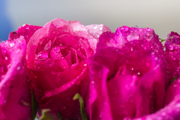 Water droplets on pink rose petals