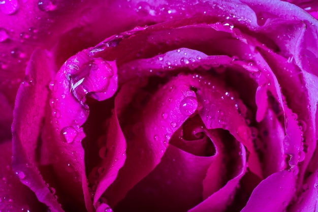 Water droplets on pink rose petals