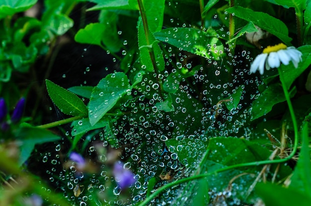 Water droplets on a spider web early in the morning