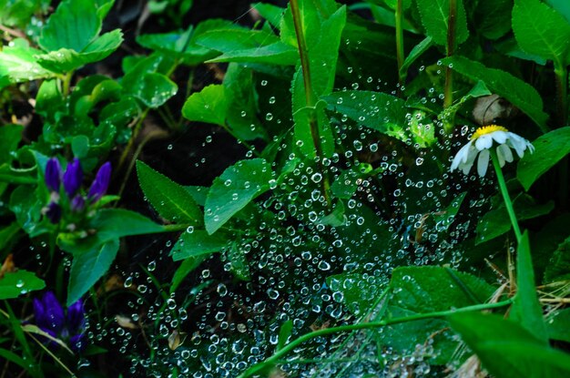 Water droplets on a spider web early in the morning