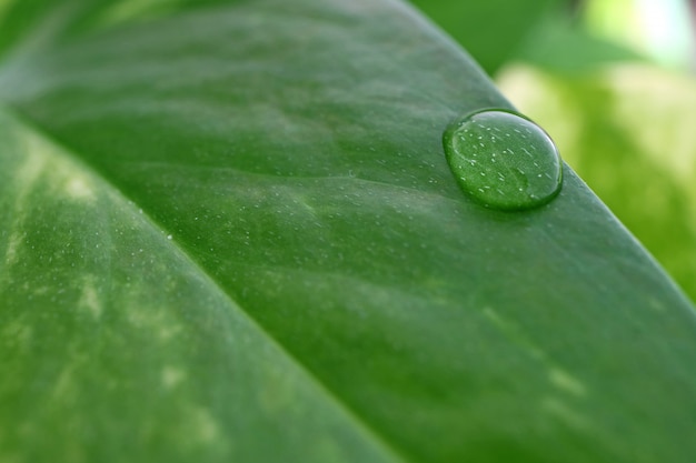 Water droplets on the vibrant green leaf with selective focus