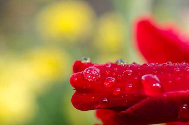 Water drops after rain on a beautiful red flower. 