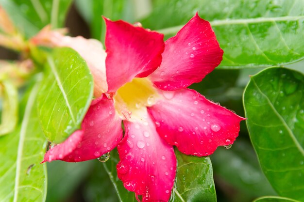 Water drops on Azalea flowers in the garden