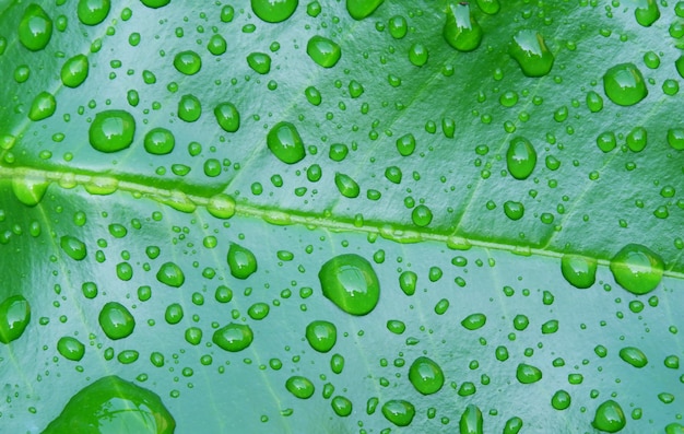 Water drops on the background of green leaves, orange leaves