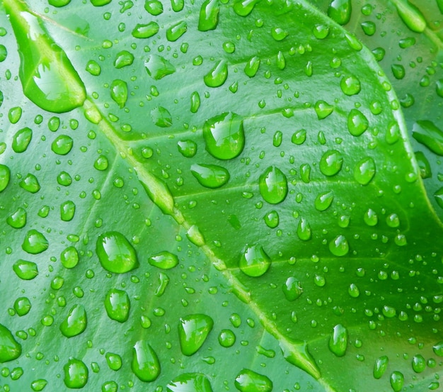 Water drops on the background of green leaves, orange leaves