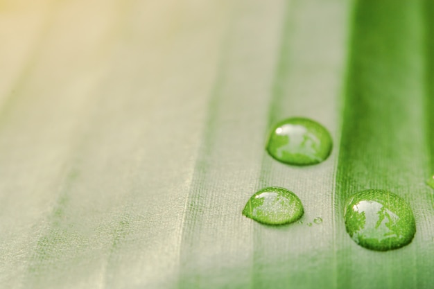 Water drops on banana leaf background with sun light