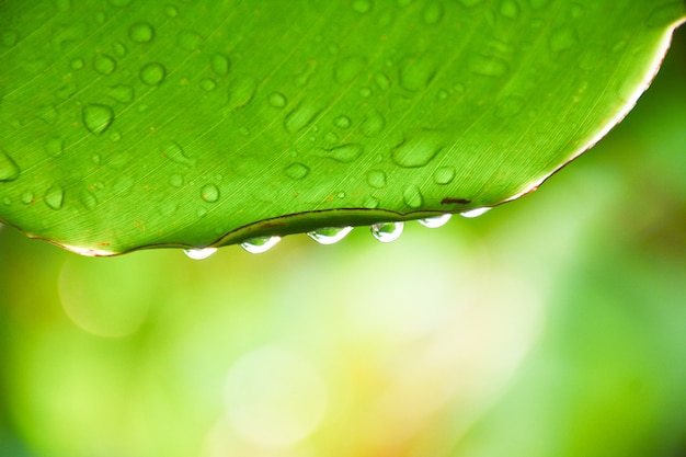 Water drops on banana leaves